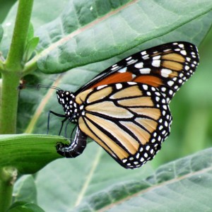Laying Eggs