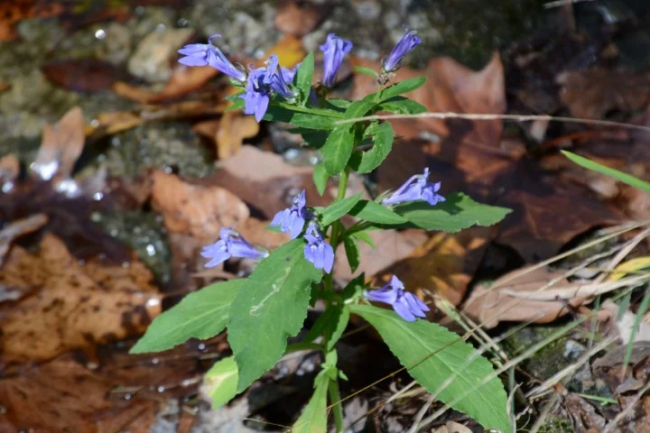 big s wildflower k sp (Small).jpg