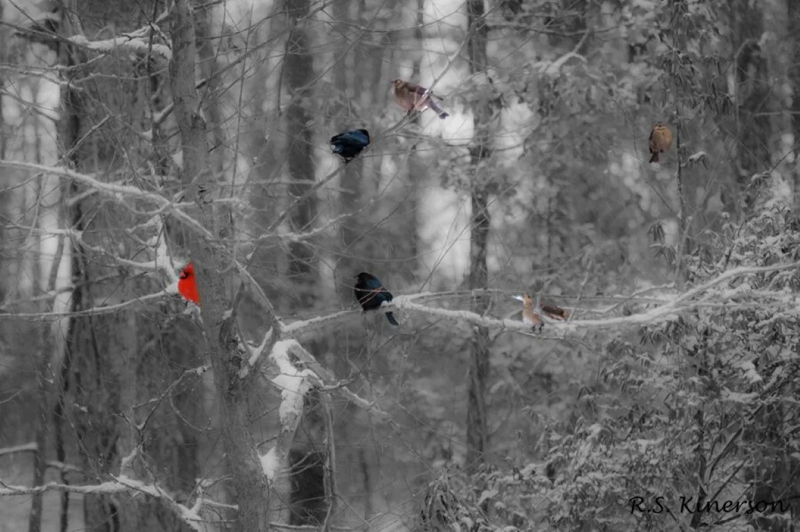 DSC_3907-winter birds rsk (Medium).jpeg