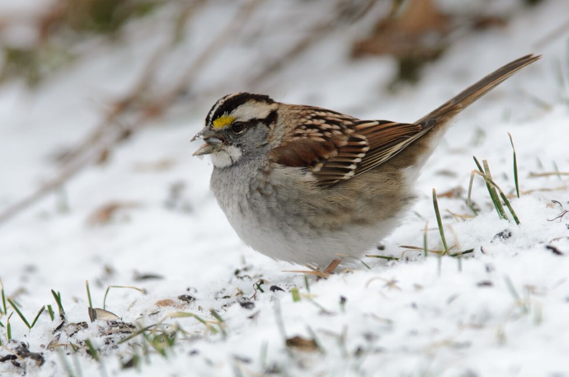 _DSC2286-1_preview bird in snow rsk (Medium).jpeg