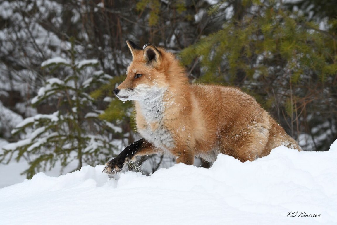 Red Fox-2400_preview rsk (Medium).jpeg