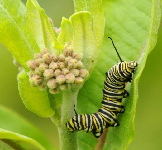 caterpillar-bw (Small).jpg