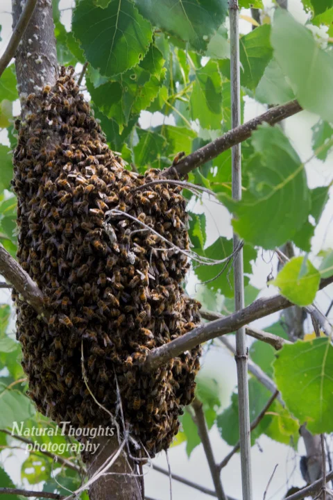 bee swarm.jpg