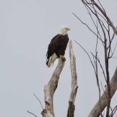 Bald Eagle recently returned to the Cardinal Valley Wetlands