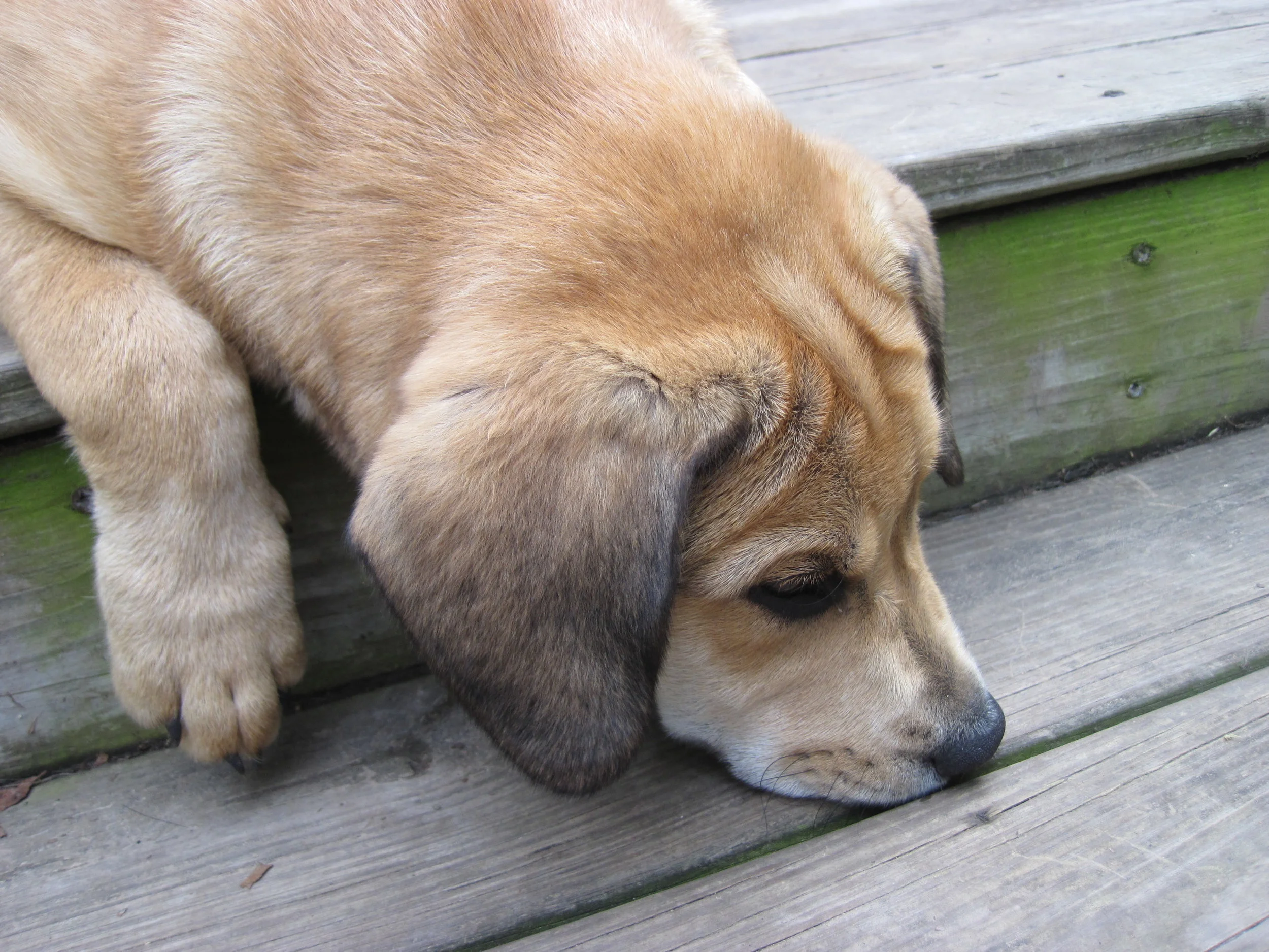 jeffs dog .jpg