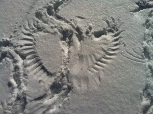 animal tracks brandi p.jpg