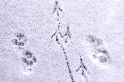 tracks in the snow brandi p.jpg