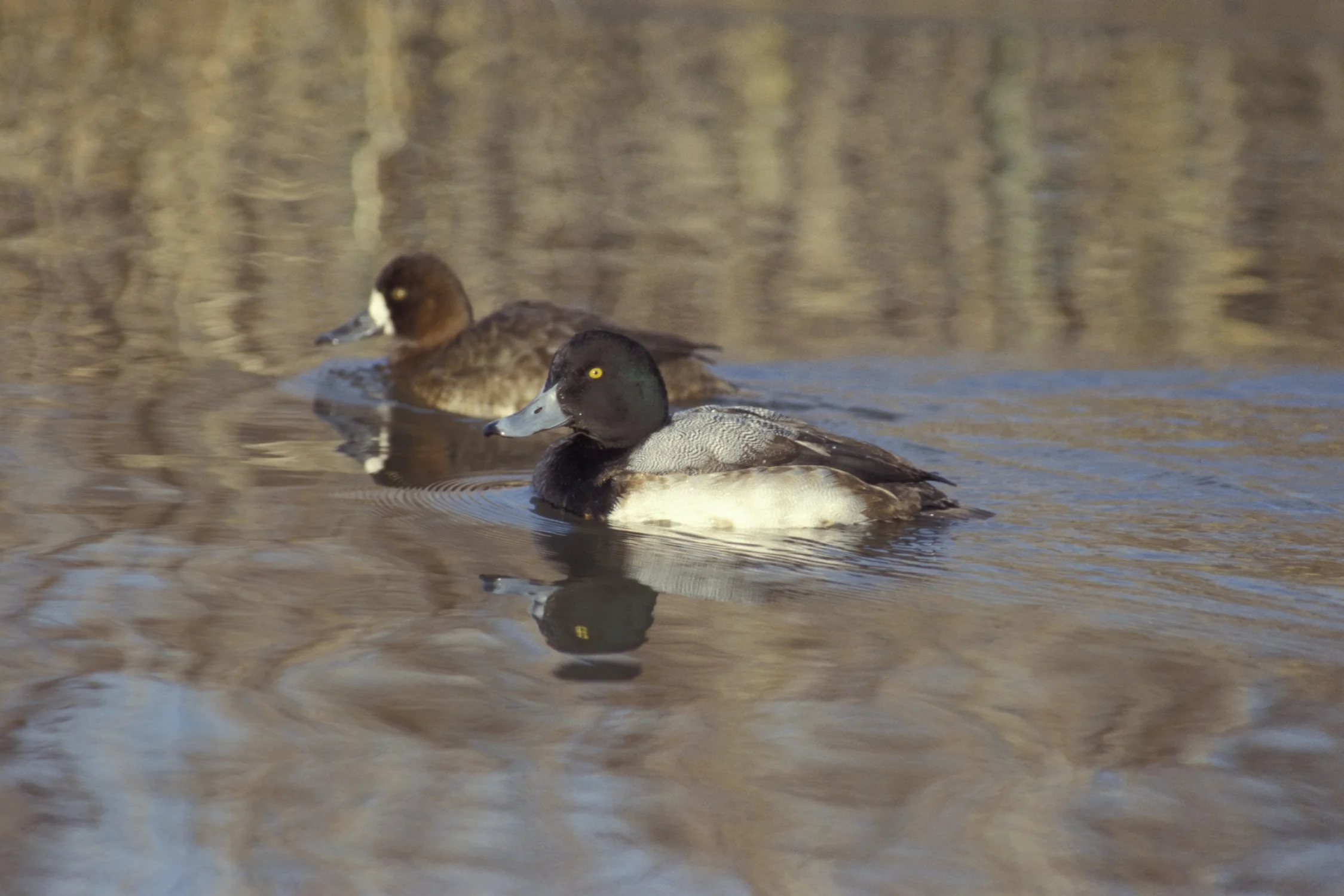 Greater scaup. The greater scaup is a mid-sized diving duck, larger than the closely related lesser scaup