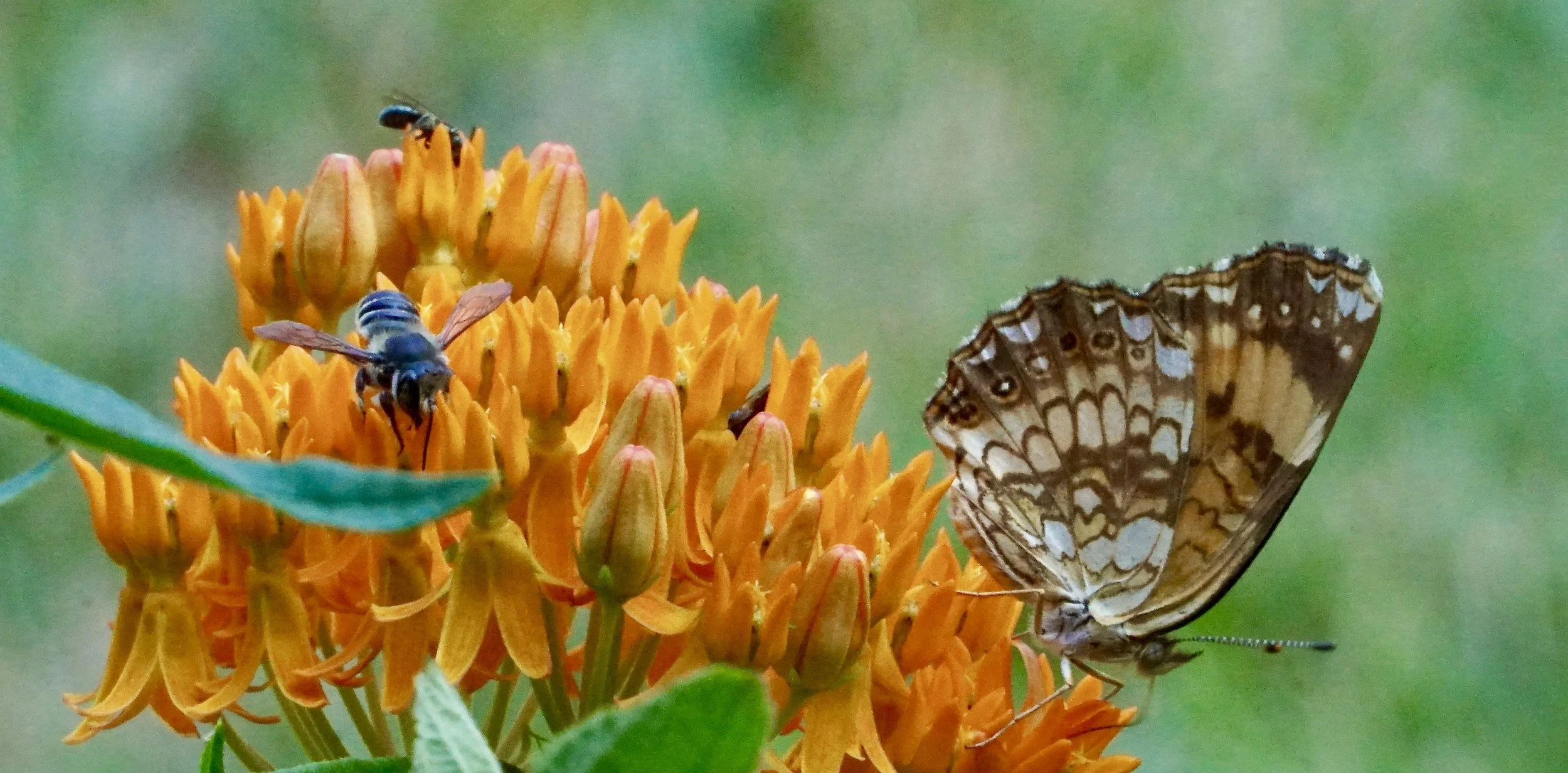 Butterfly weed (Asclepias tuberosa), a species of native milkweed is easy to grow. It’s pollen attracts large varieties of pollinators in addition to Monarch Butterflies.