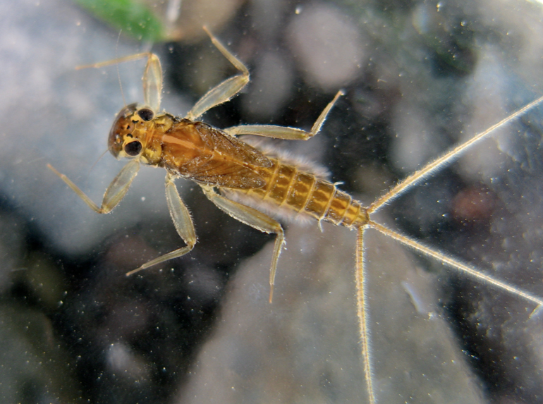 Mayfly Nymph