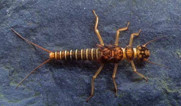 Stonefly Nymph