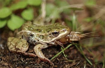 Adult Southern Leopard Frog eating prey.