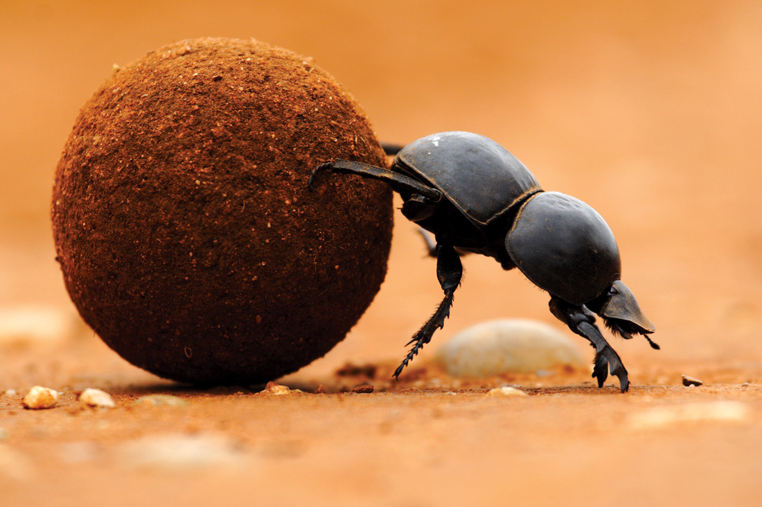 Dung Beetle rolling bits of manure.