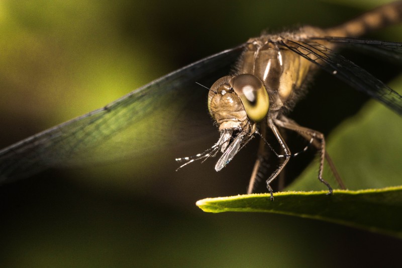 Dragonfly eating a mosquito.