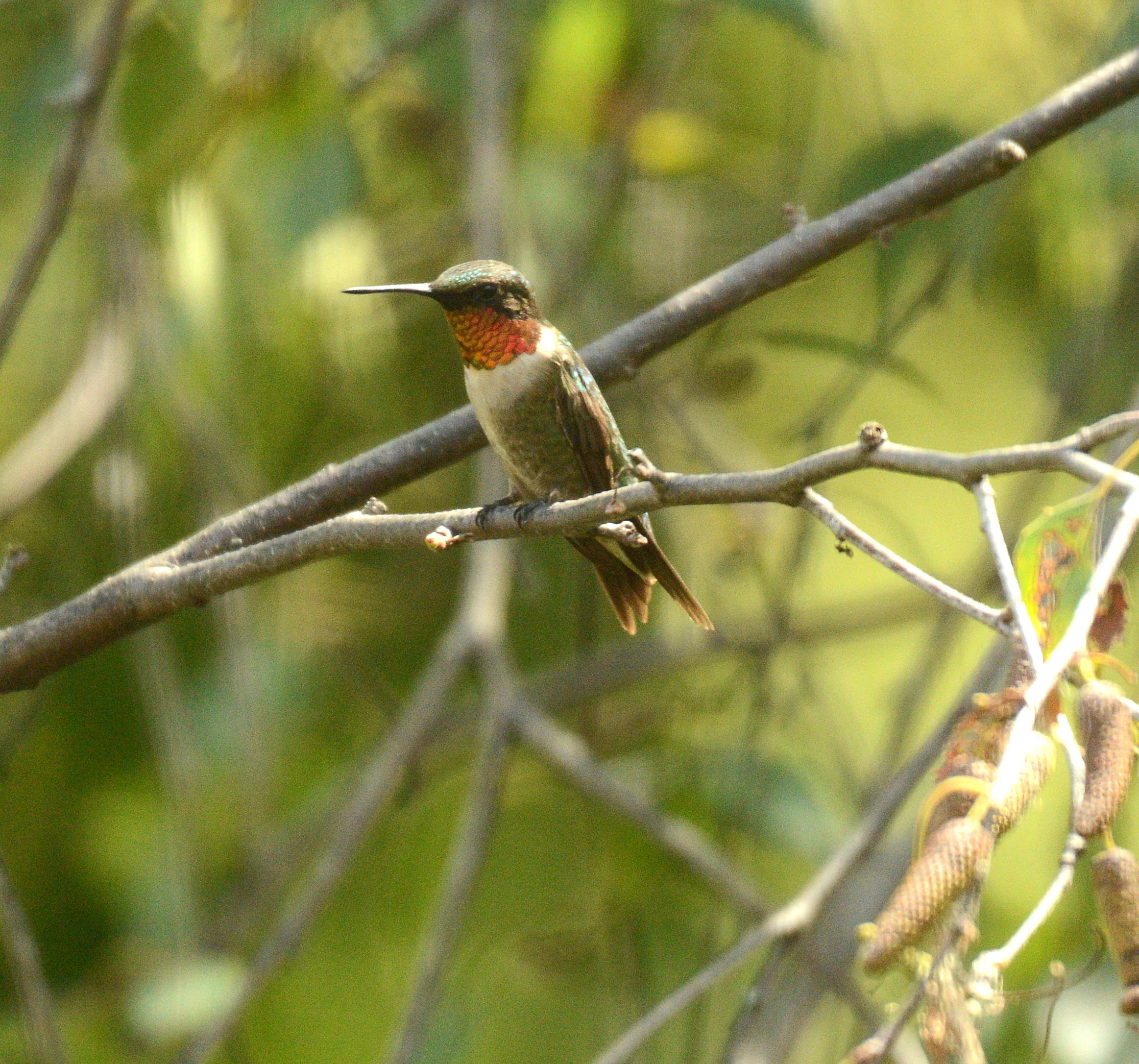 _ Becky Wylie ruby throated hummingbird small.jpg