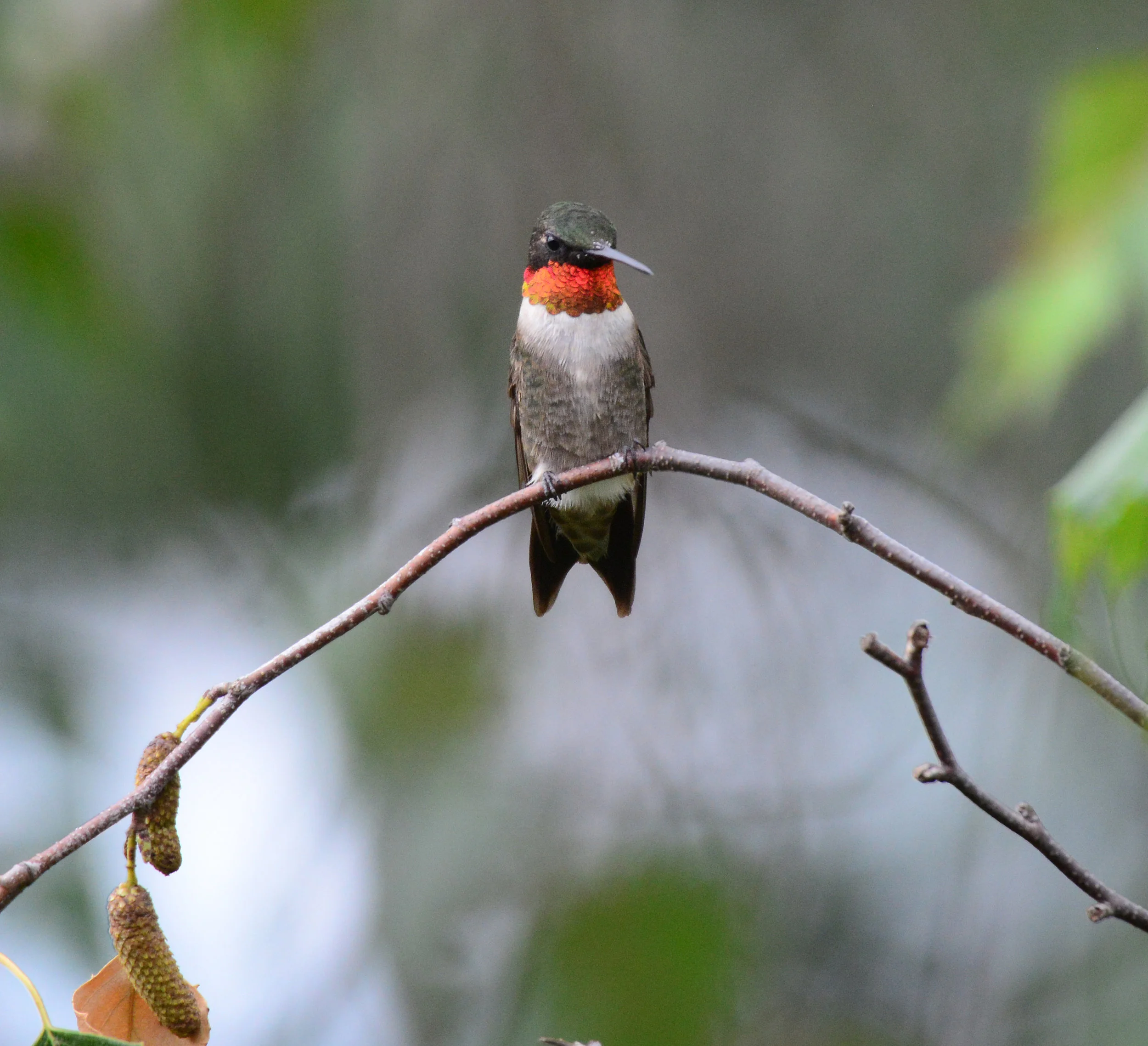 Becky Wylie Ruby-throated Hummingbird.jpg