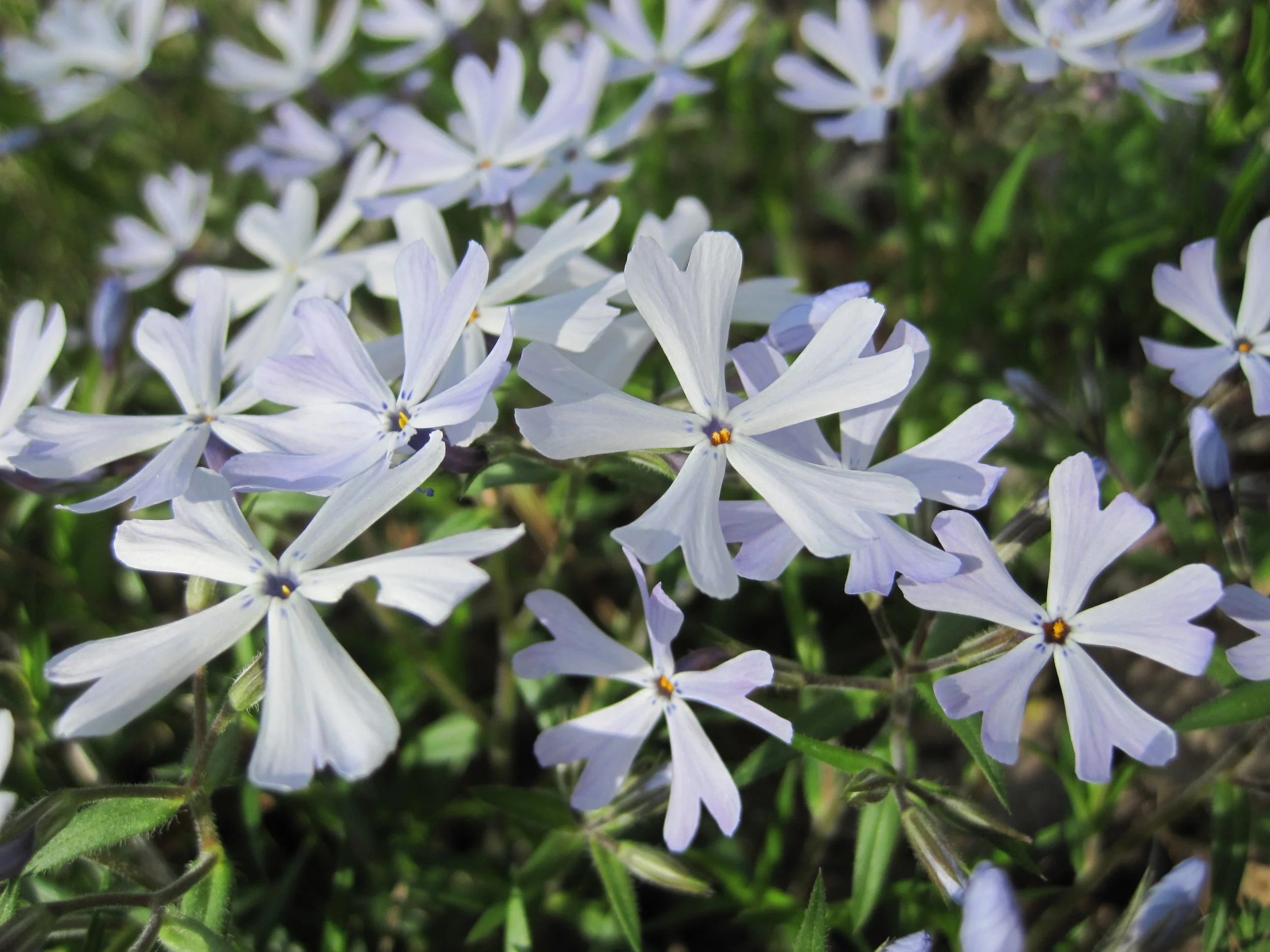 Phlox - JC.jpg