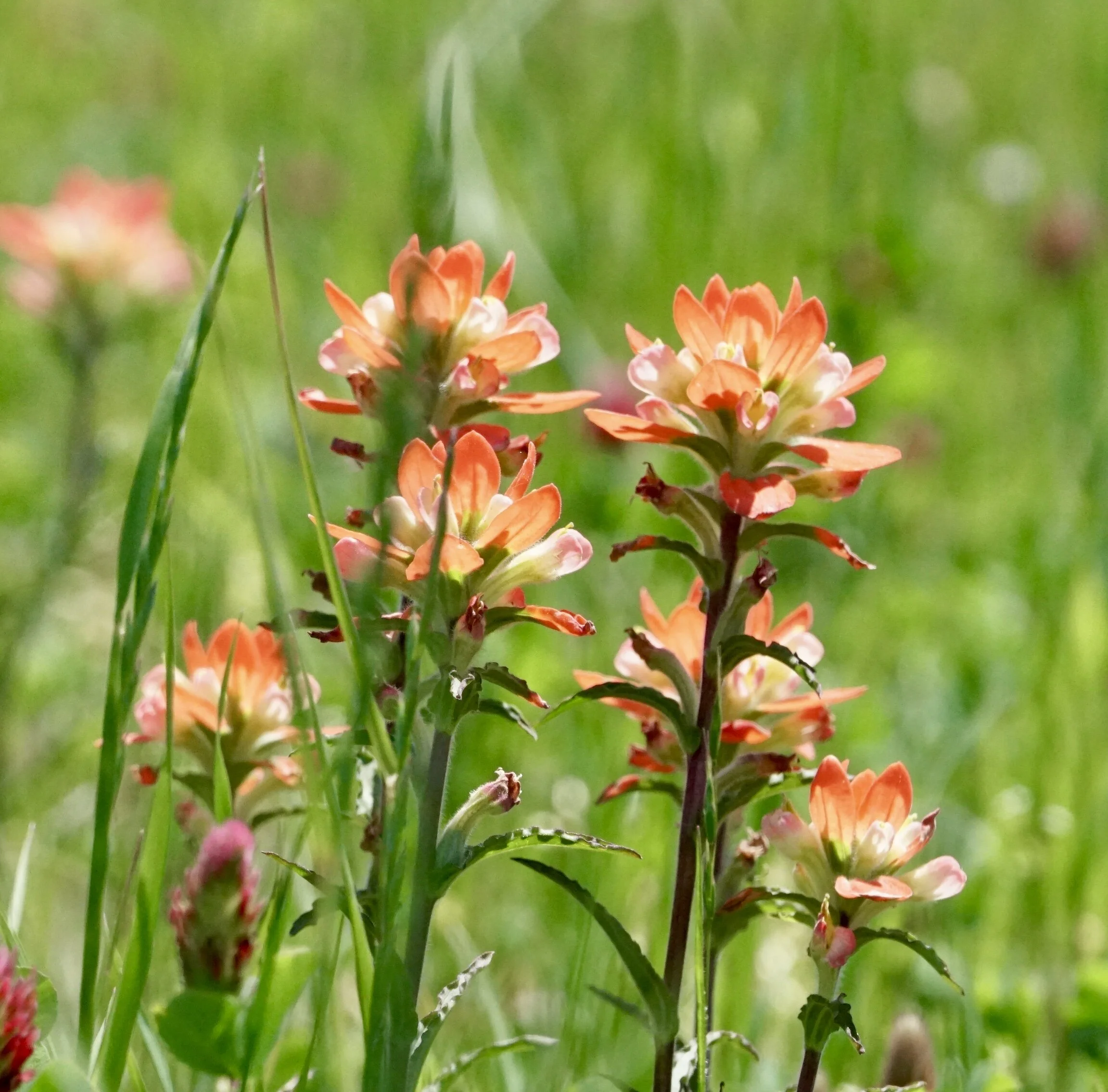 The bright red of Indian paintbrush colors our native prairies.Photo by A. Wild