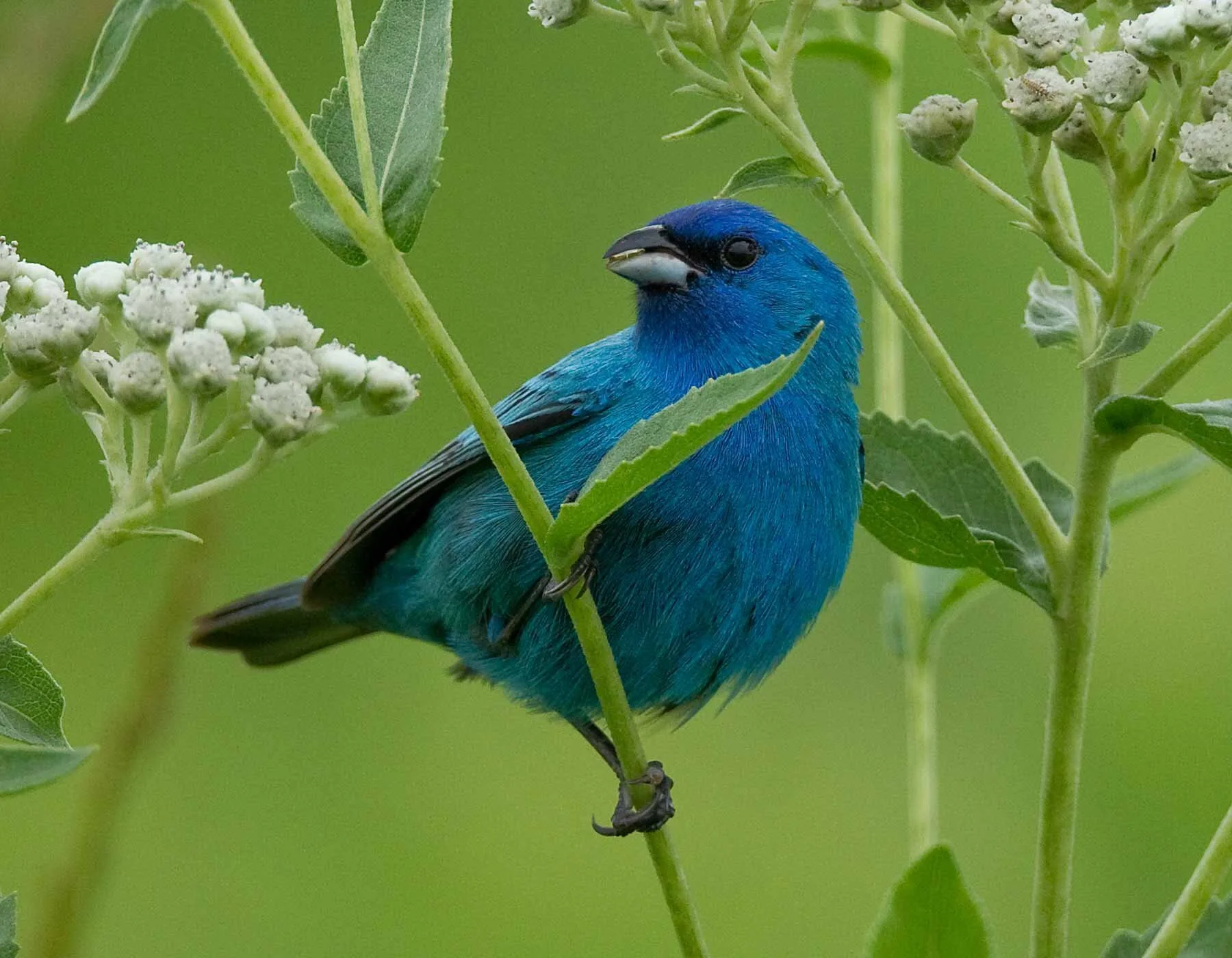 Indigo Bunting Perched on American Feverfew Indigo buntings live in hedgerows and other brushy places, and edges of wooded areas. American feverfew is a plant common in fairly open areas, including forest openings, savannas, and roadsides.  Photo by…