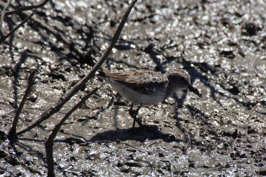 Least Sandpiper