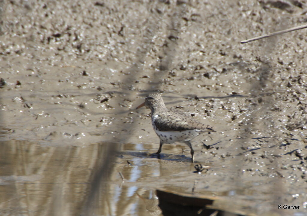 Least Sandpiper