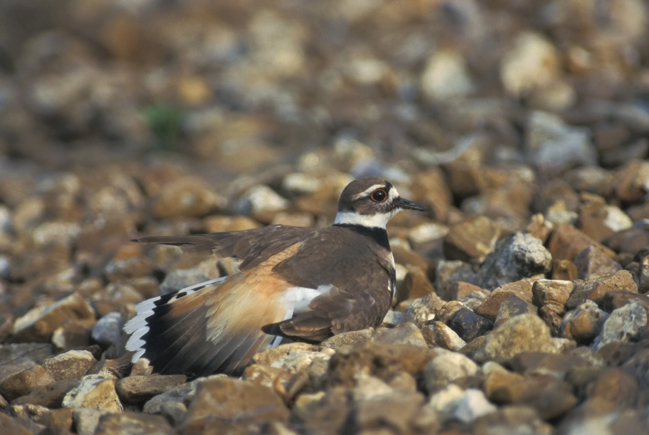 Killdeer_nest_26.jpg