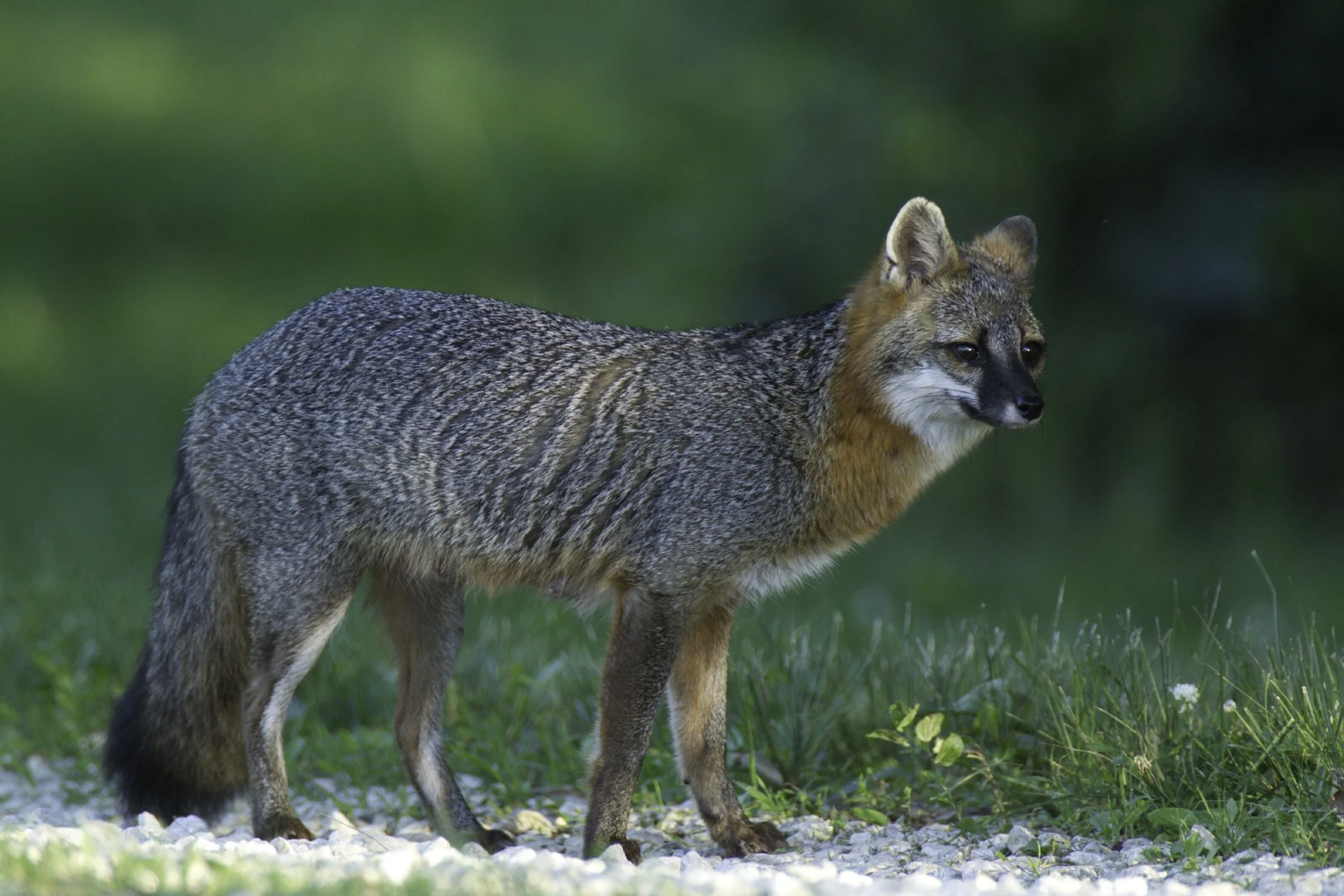 Grey_Fox_0018.jpg