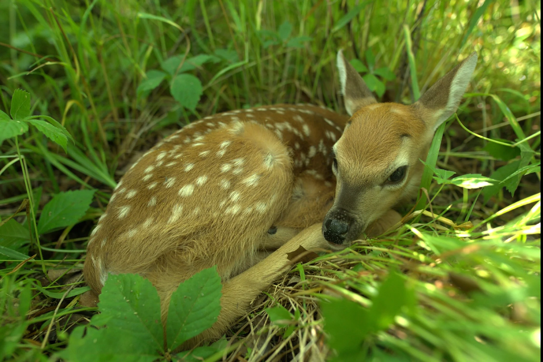 fawn.jpg