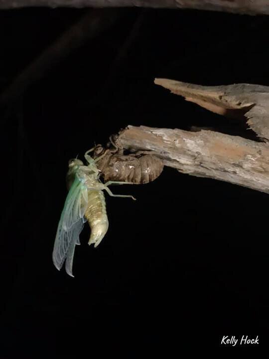 Scissor Grinder Cicada 3.jpg