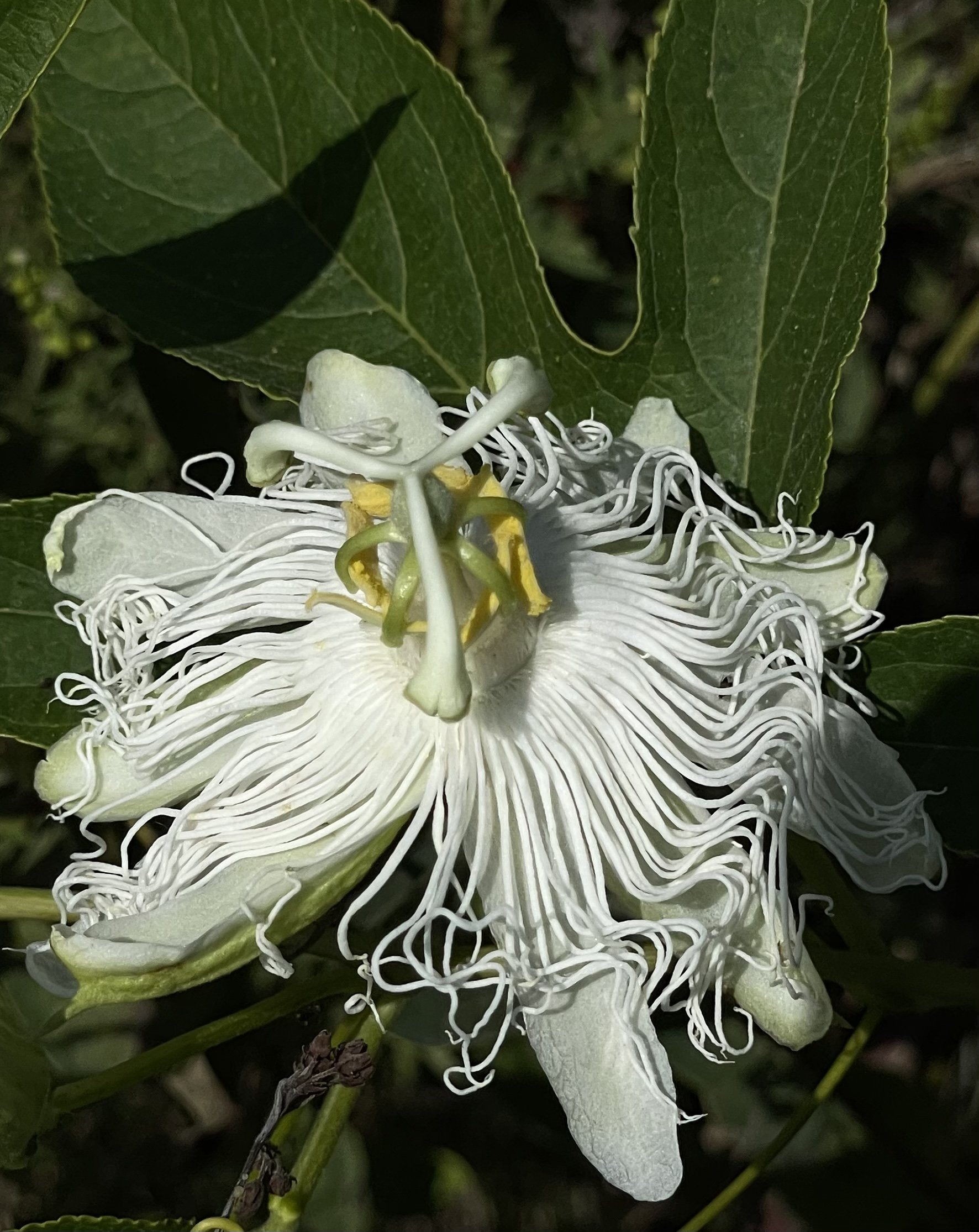 White passion flower, KG