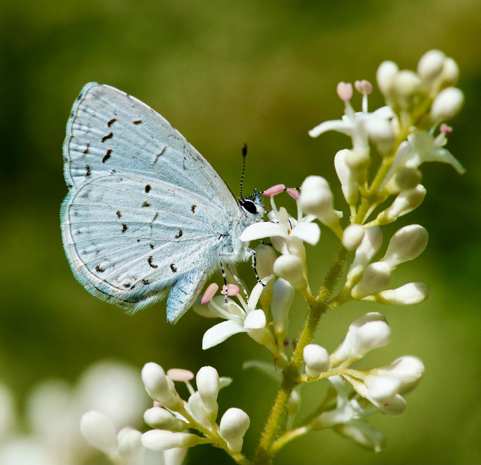 Spring azure