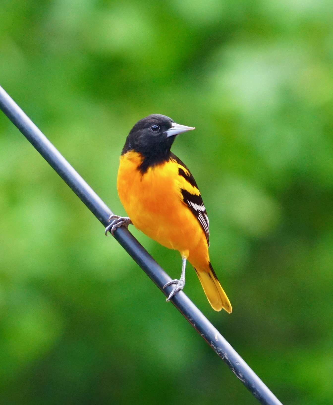 Baltimore Oriole