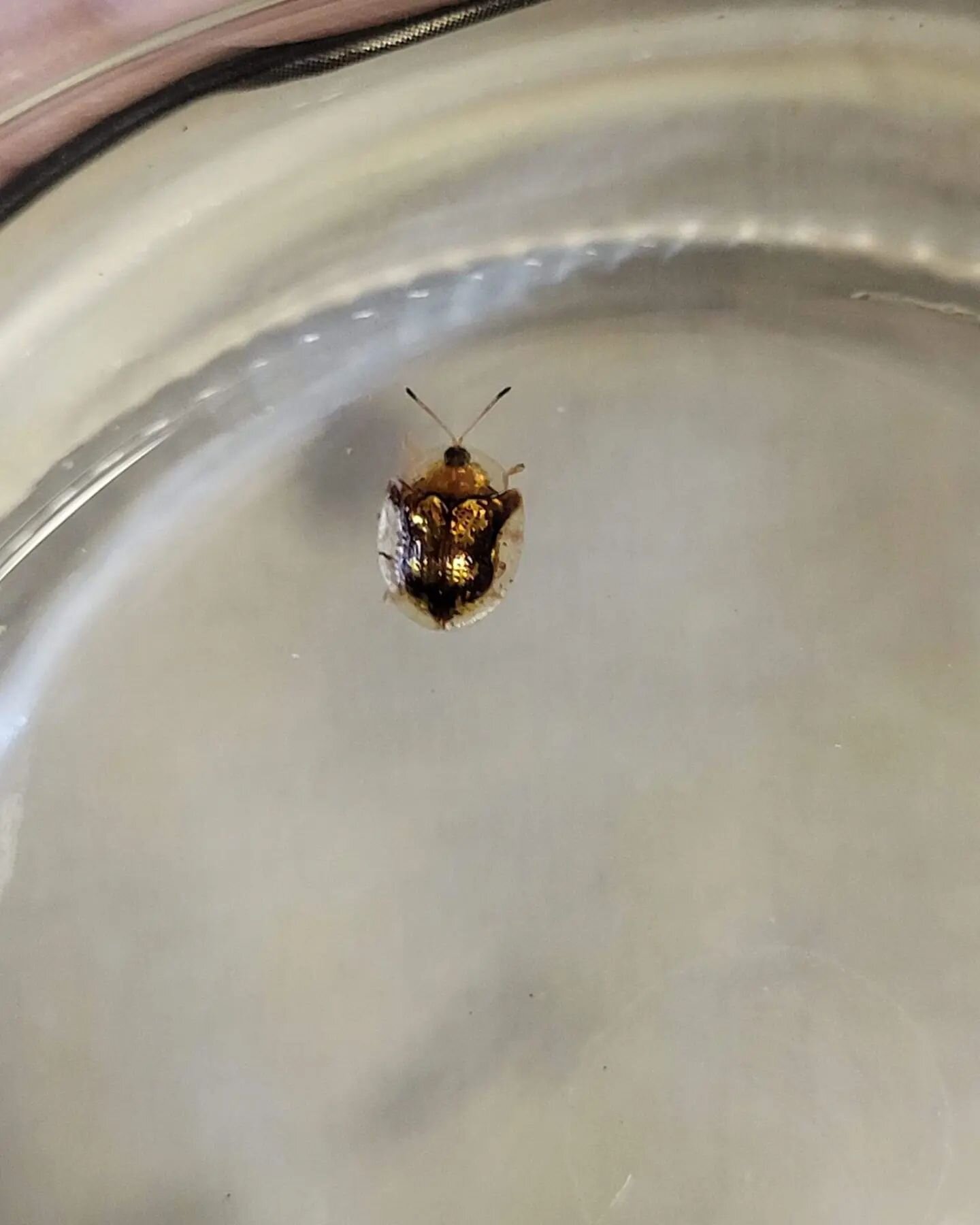 Tortoise beetle found by Master Naturalist Maddie.  Pretty cool, hugh?