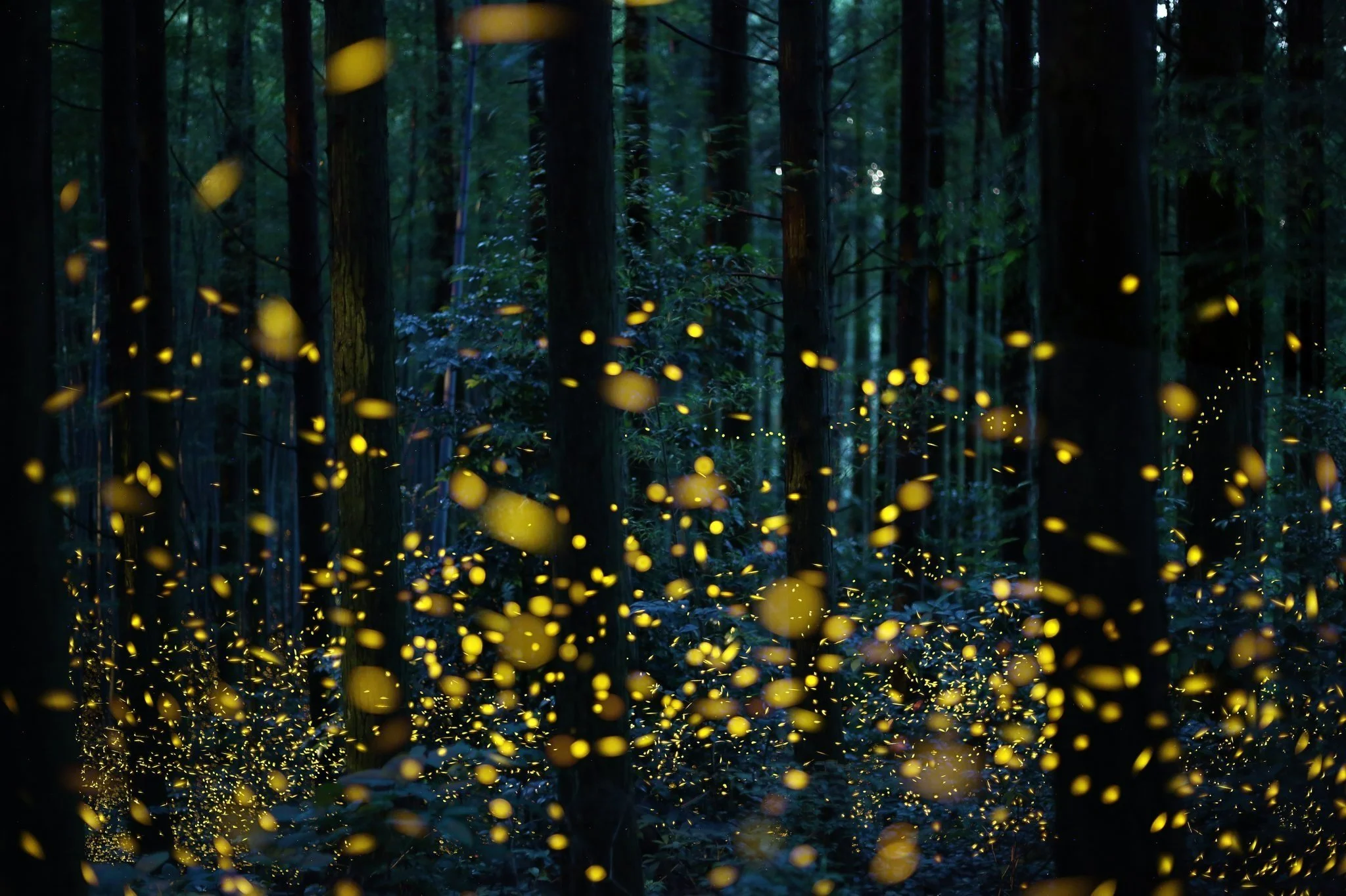 Prairie State Park - Night Saunter
