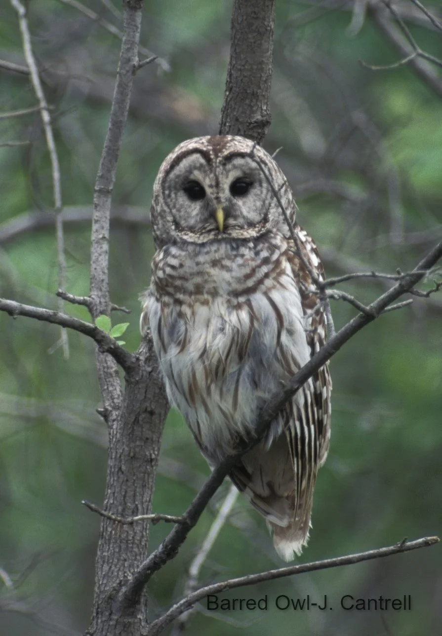 Preschool Connections: Owl in the Christmas Tree (Copy)