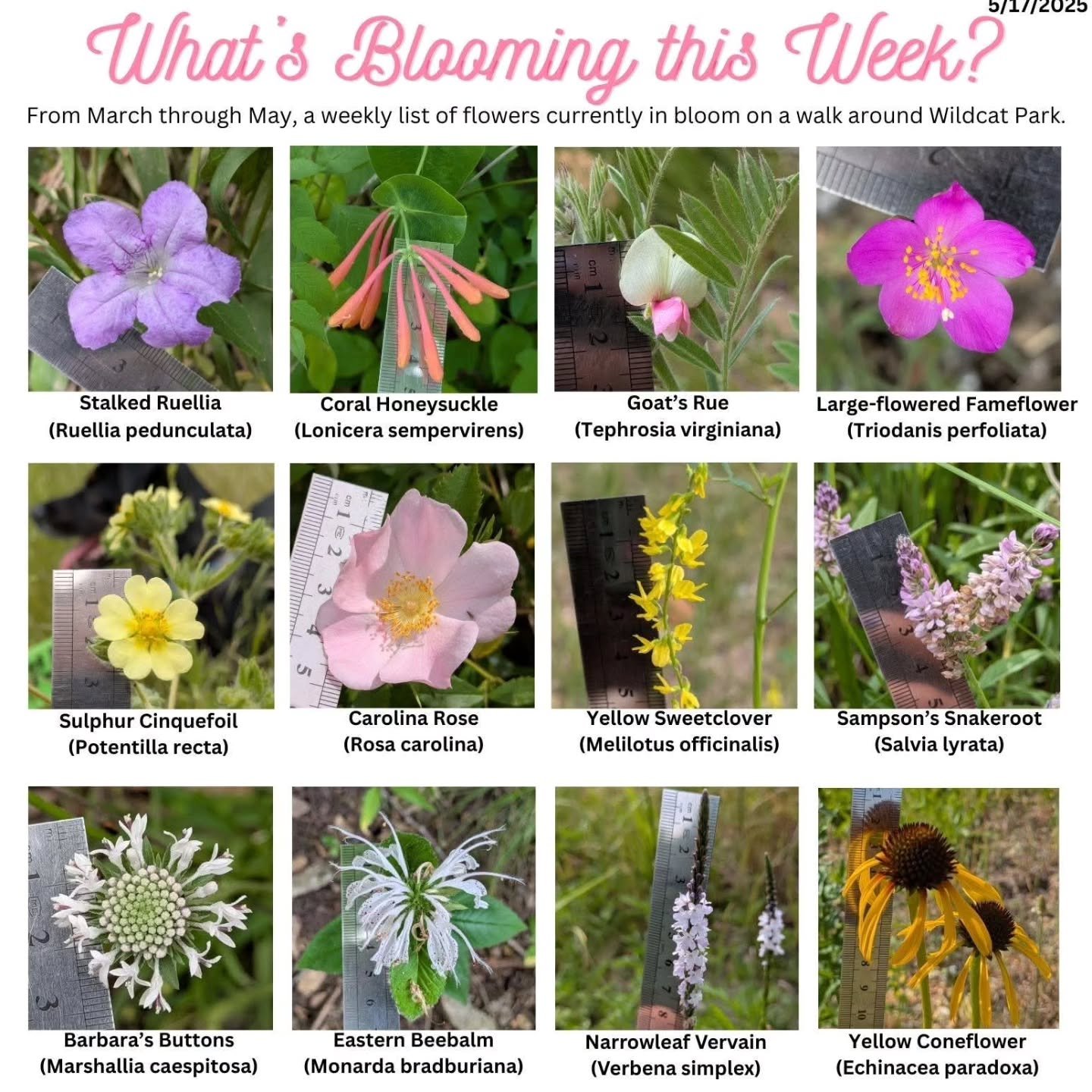 Finally! One of our personal favorites has appeared at Wildcat Glades!❤️Goat’s Rue! Have you discovered your favorite yet? Hope the stormy weather doesn’t curtail this phenological parade Mei is sharing!