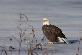 Cold Feet &amp; A Bald Face Lie