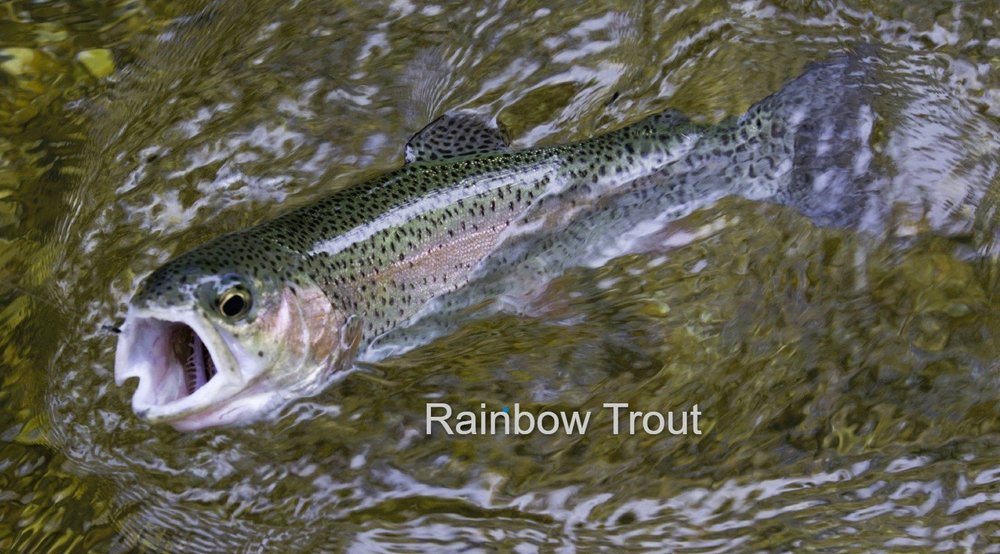 Easy Side Dishes for Rainbow Trout 2023 AtOnce