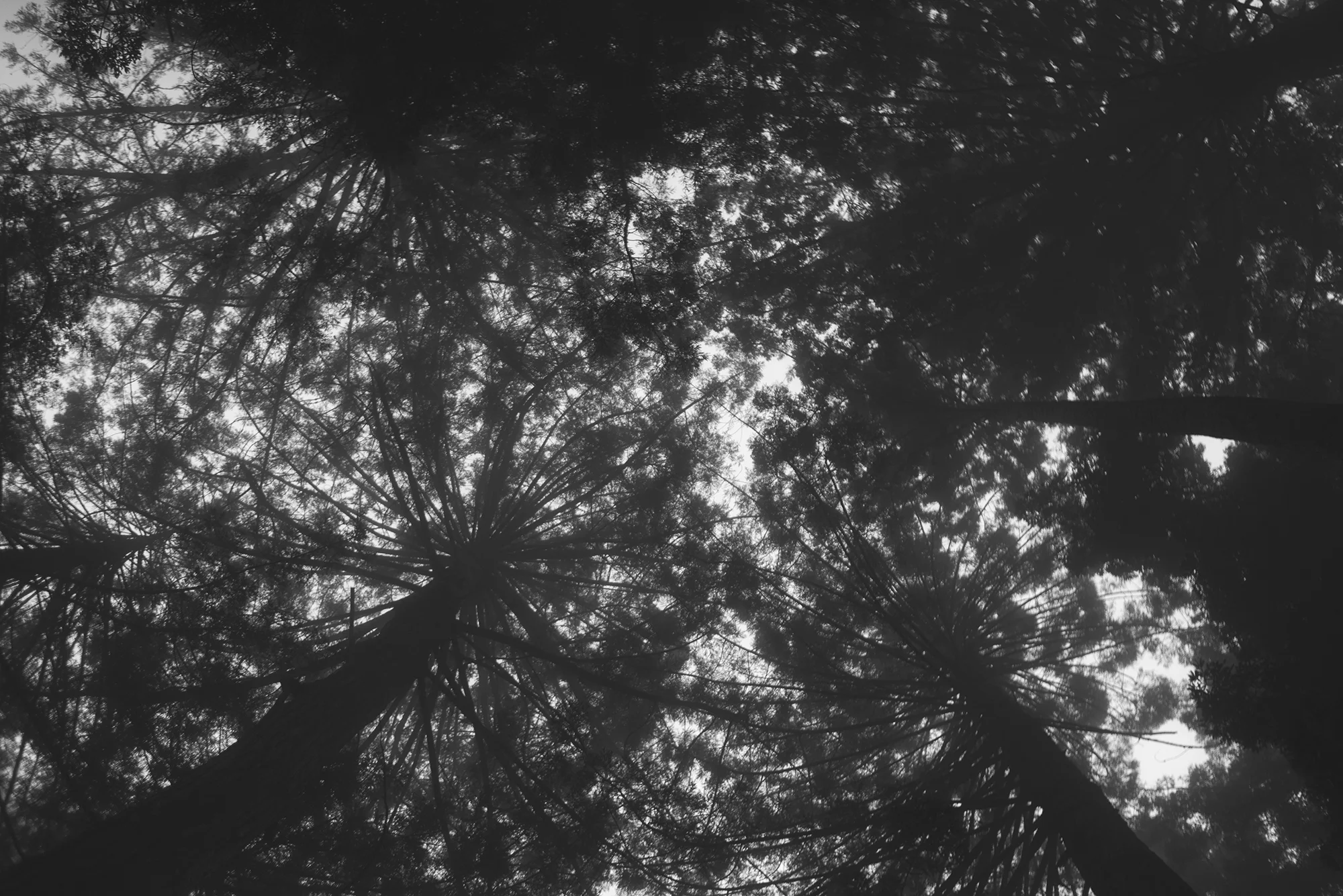 DSC_6659flatBwWeb.jpg