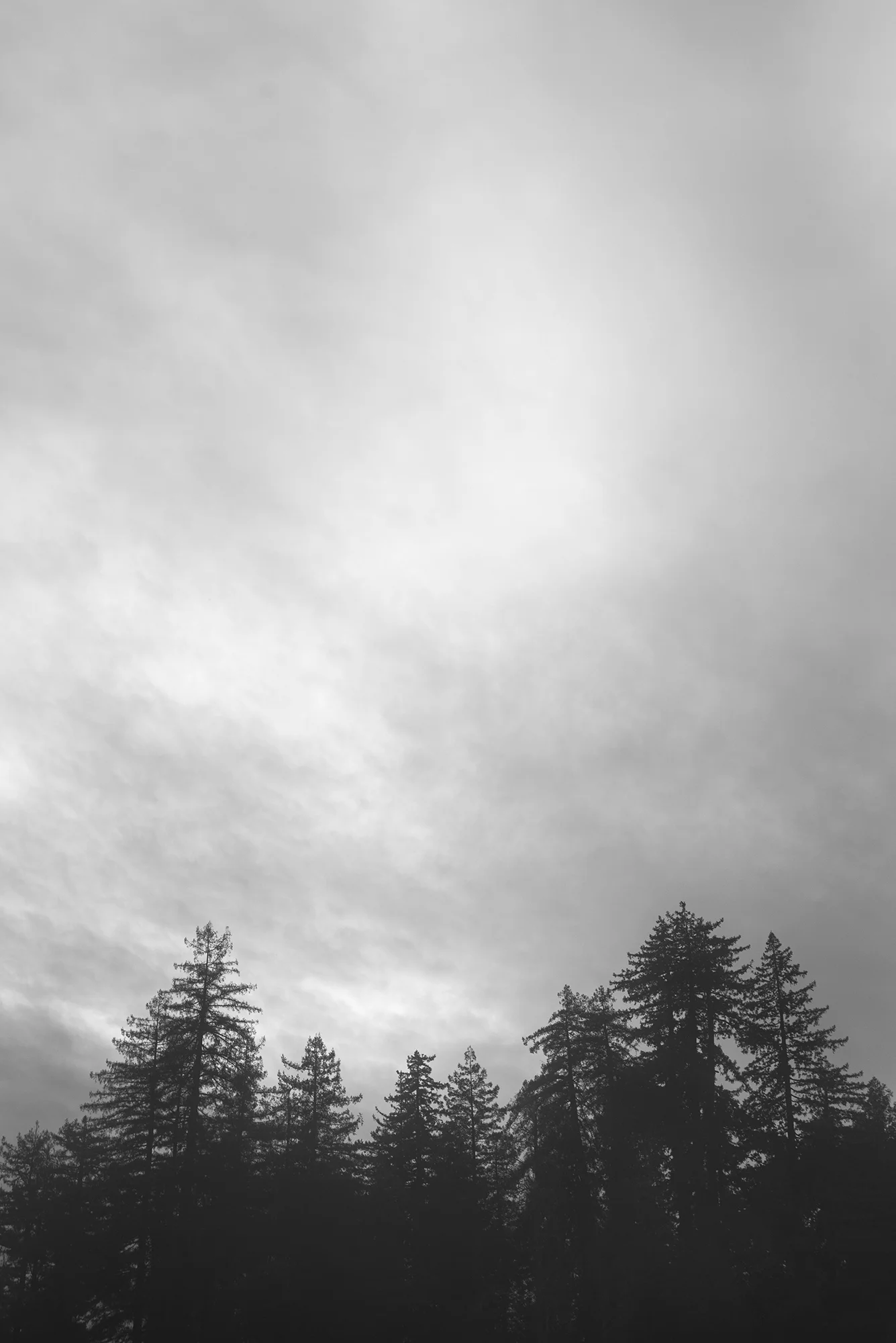 DSC_6706flatBWweb.jpg