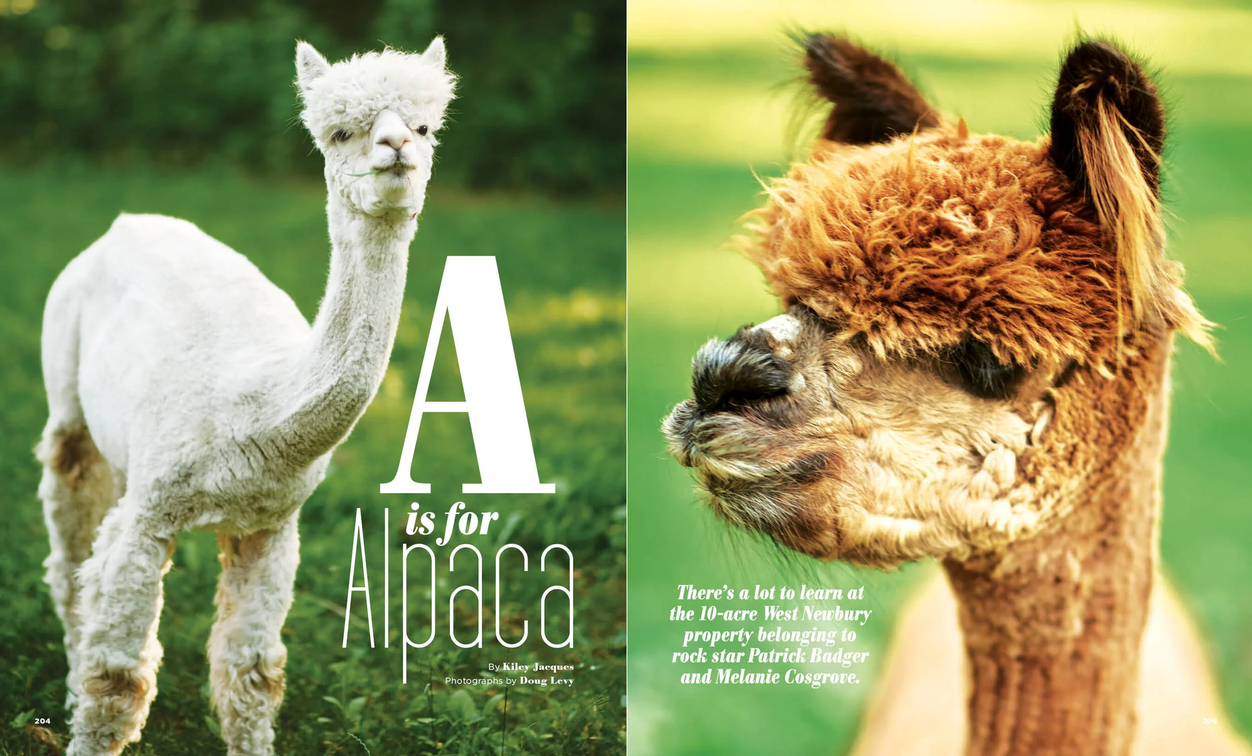 Alpaca.jpg
