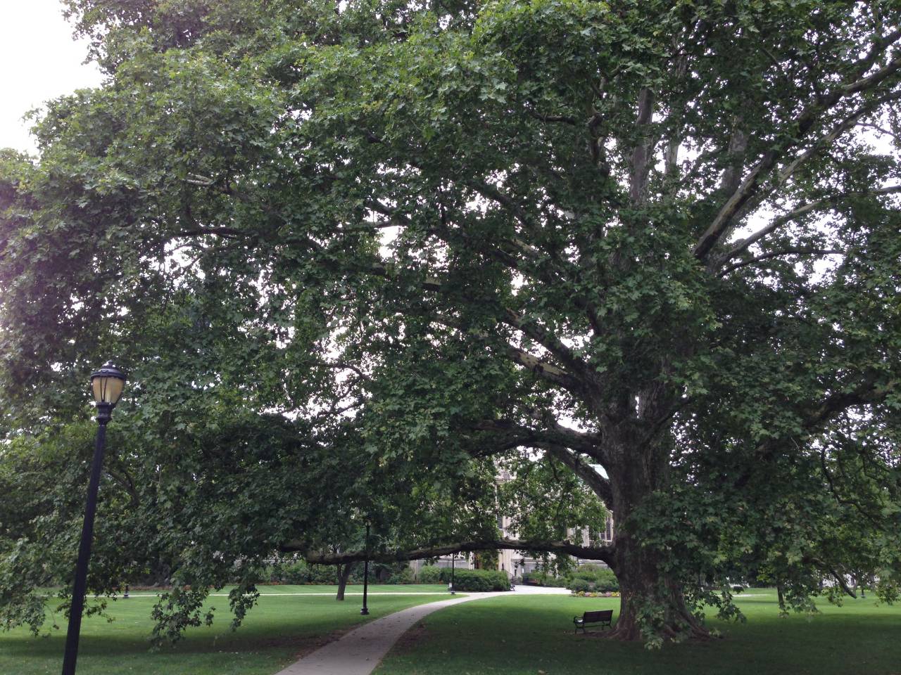 Beech Tree