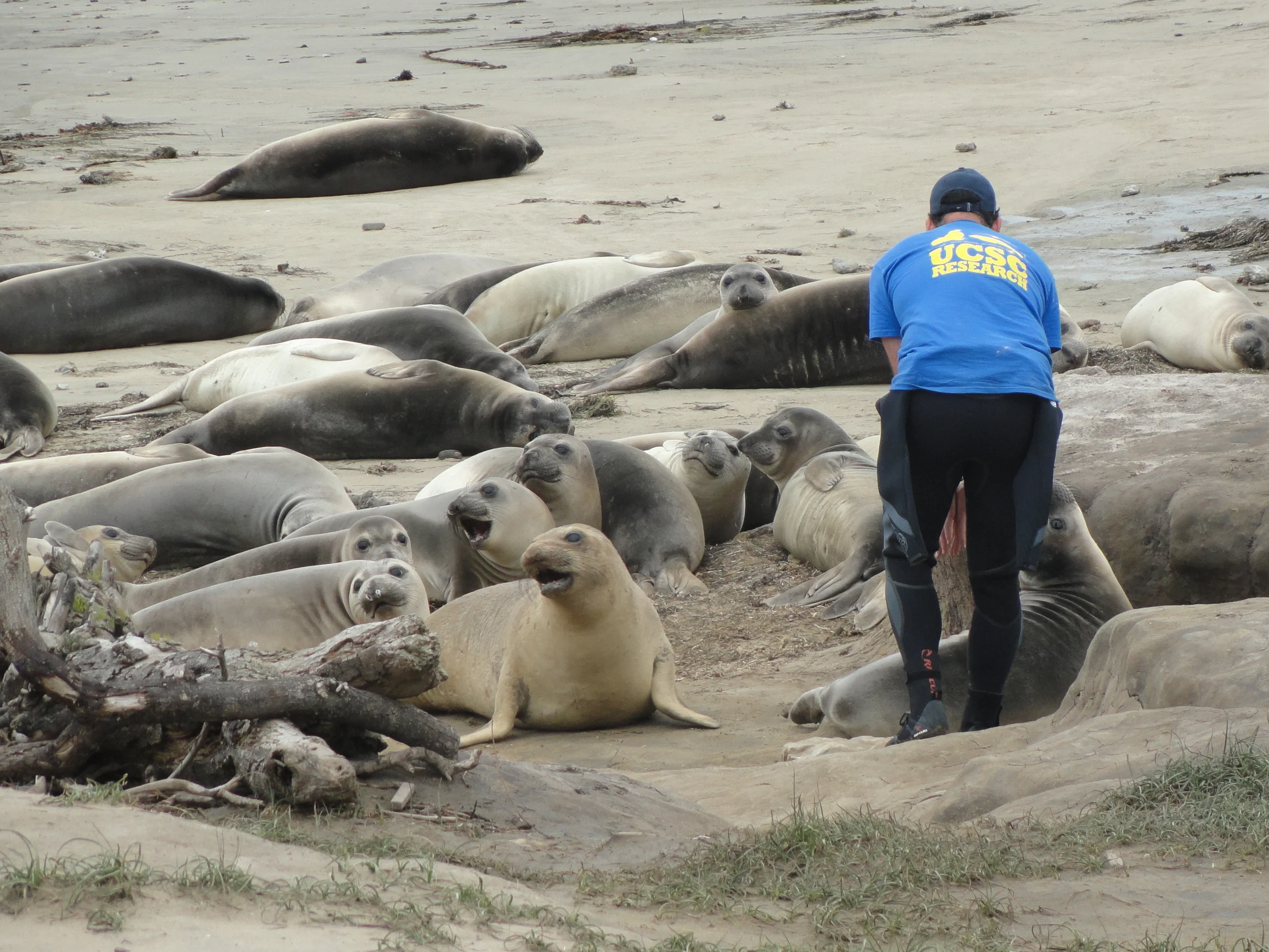 How dirty are the mouths of elephant seals?