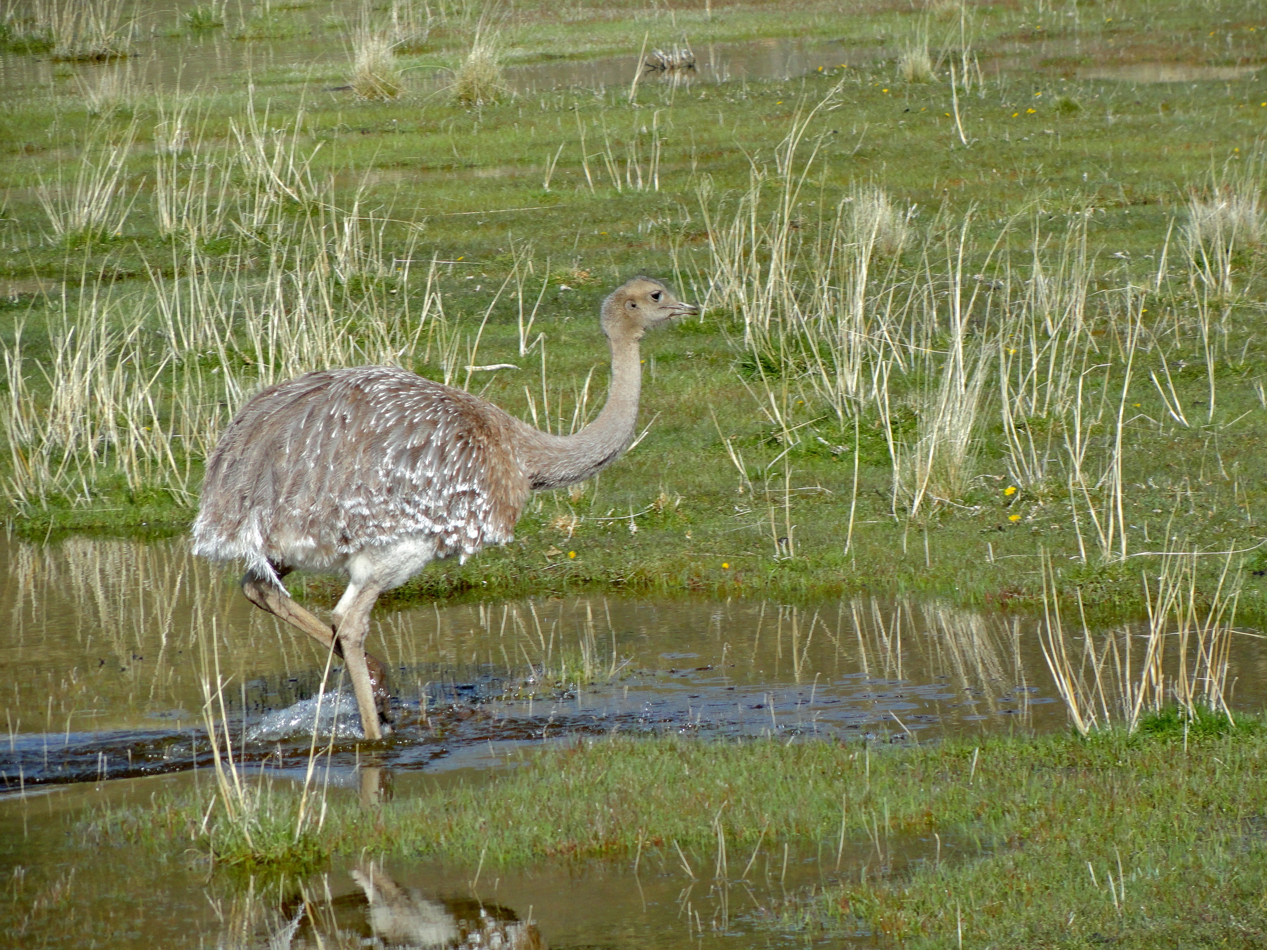 Nandu (Darwin's rhea)