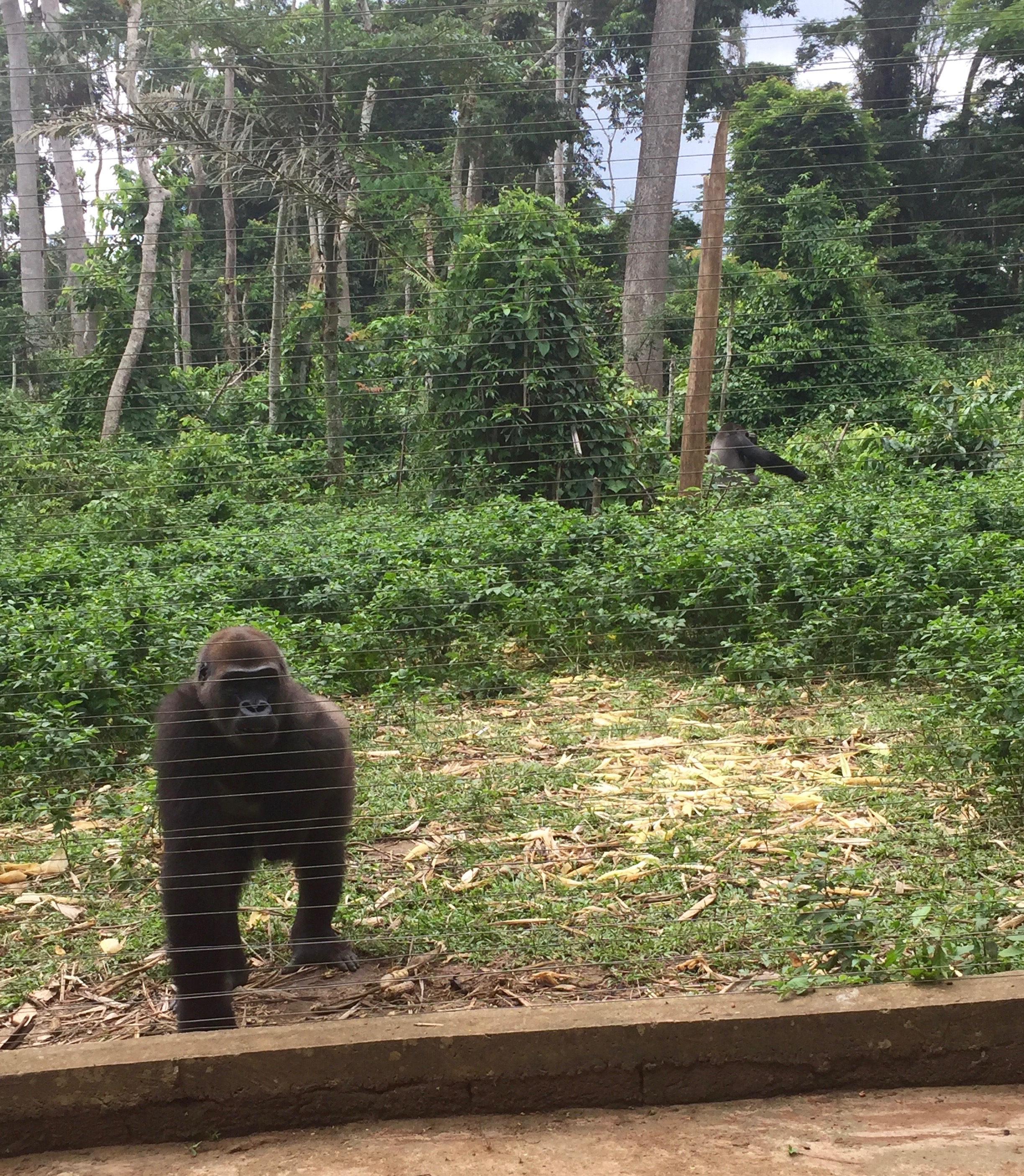 Mefou primate sanctuary, Cameroon