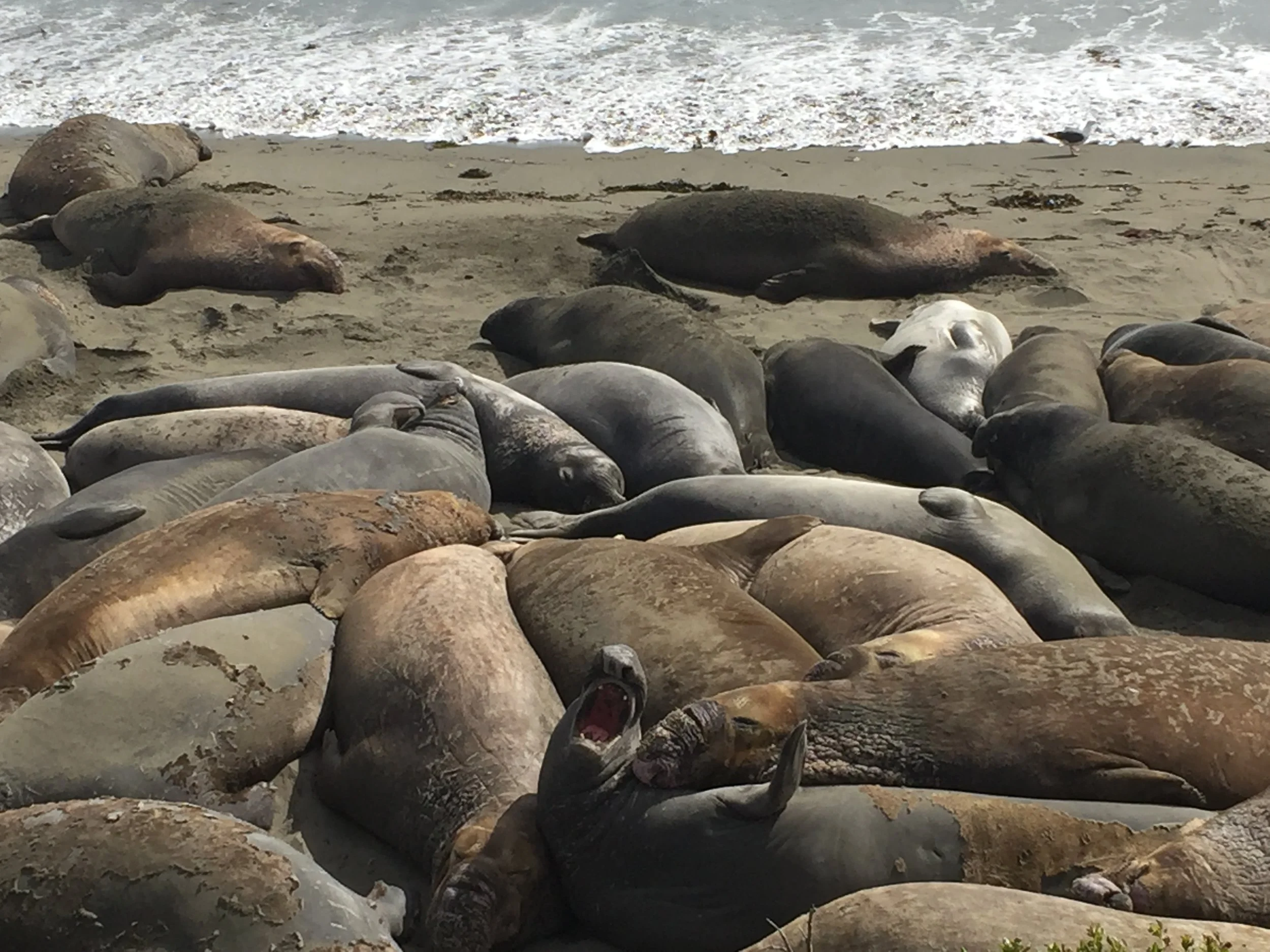 The elephant (seal) in the room