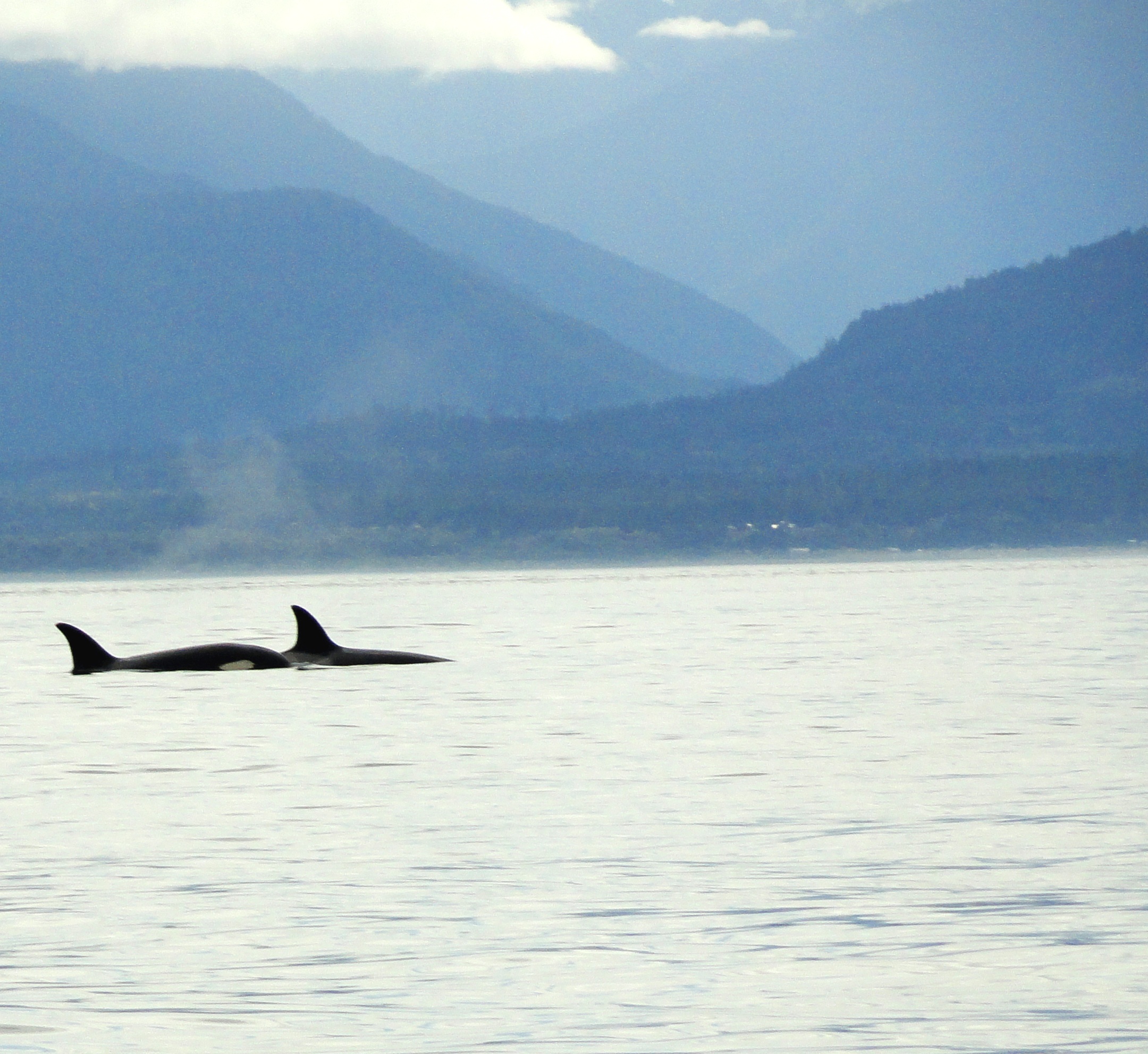 Orcinus orca