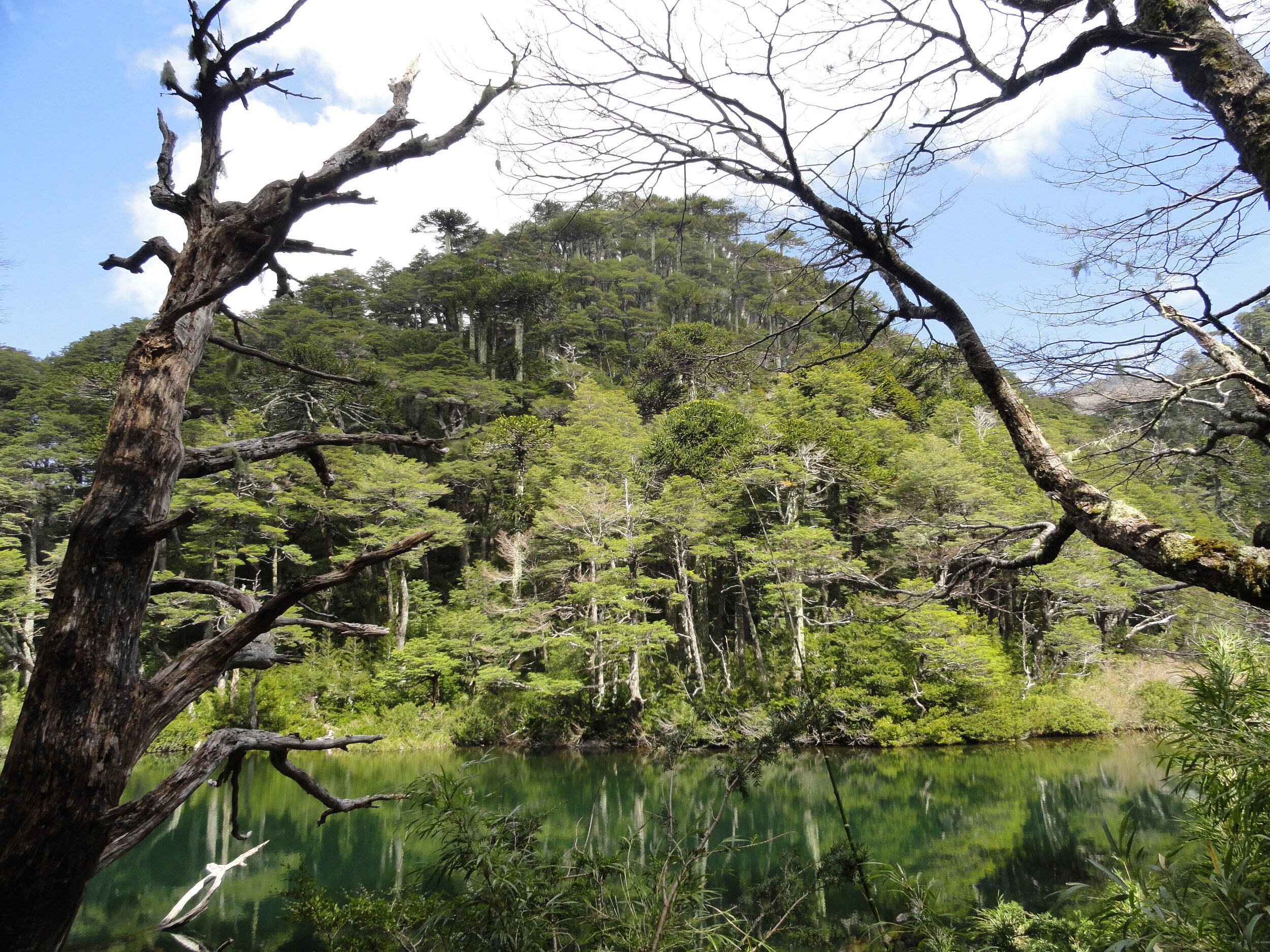 Monkey puzzle trees in Huerquehue National Park, Chile