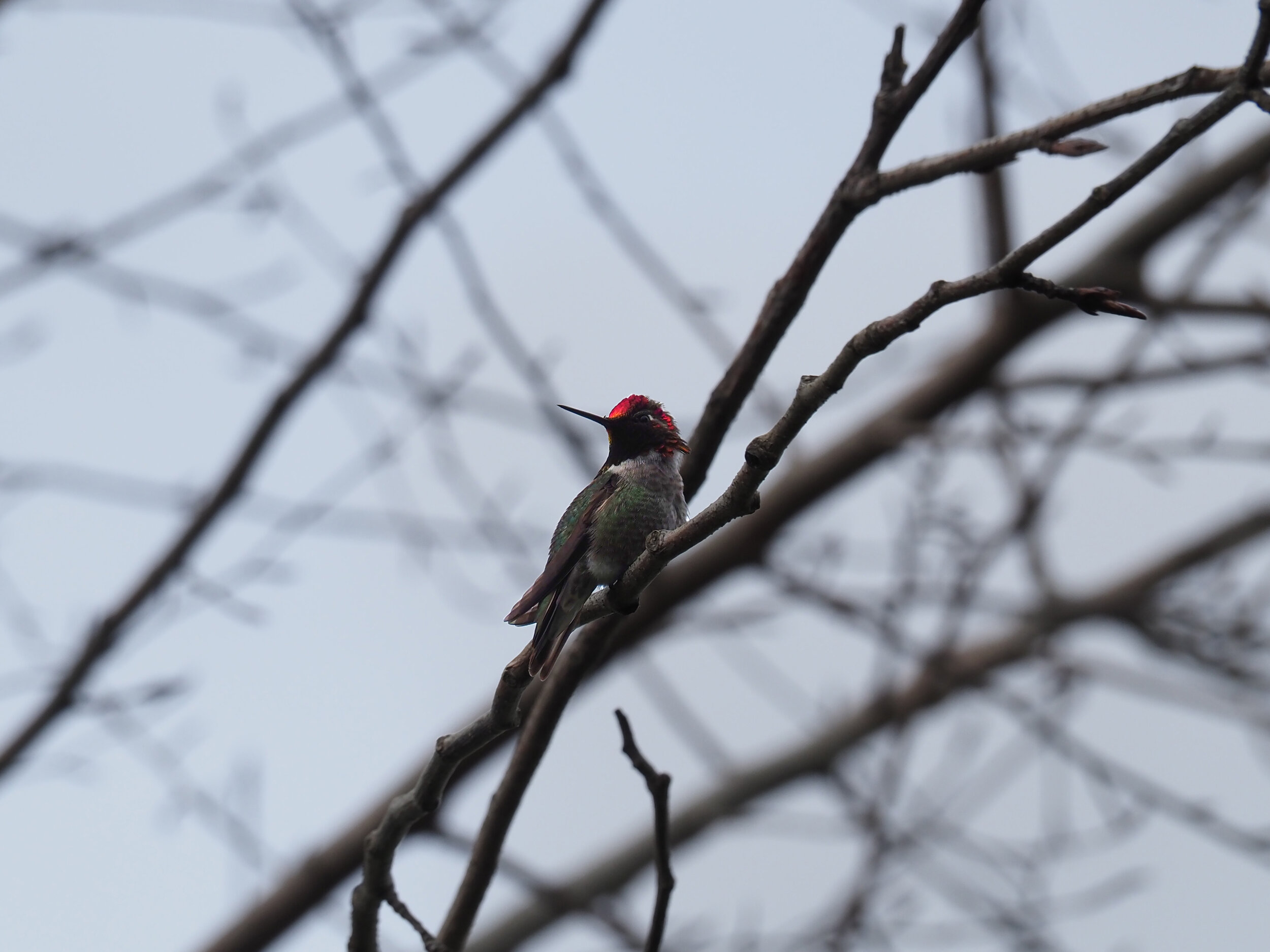 Anna's hummingbird on a stormy day in Union Bay