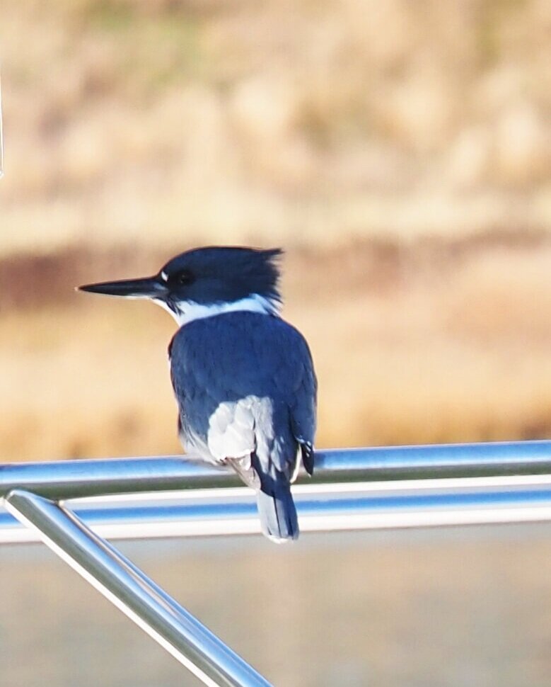 Belted Kingfisher, Swinomish Channel